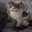 SILVERJAMS