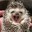 porcupine
