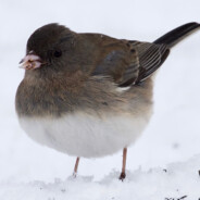 Dark-eyed junco