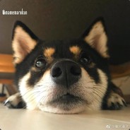 普通路过滋蹦玩家