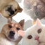 小wuwu