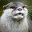 Otter