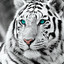 TheWhiteTiger