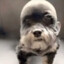 chienchauve fraudeur de fisc