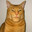 Cat gamer chadlite mogger