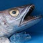 rodrigofish