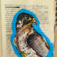 Falcon_BR