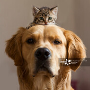 有思想没力量的