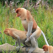 Munky Wunky
