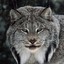 ambusher