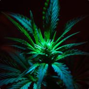 tr3vi - steam id 76561197960271559