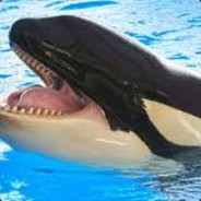 ibeatnineyearoldassformyjob