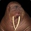 Glomping_Walrus