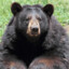 Un Oso