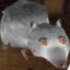 Rat Time