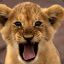 baby lion