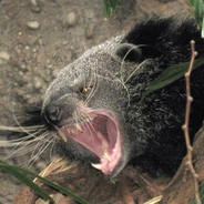 BearCat