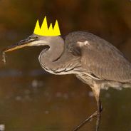 King_Crane_Heron