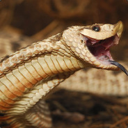 Rear Fanged Venomous