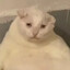 咪