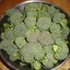 Brokolis