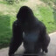 The Gorilla
