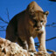 Cougar