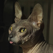 vanDerWhat avatar