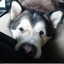 Malamutedd