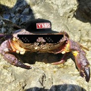 Rlol (Linux enjoyer)