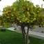 Lemontree