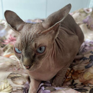 Gharr Baty Zae Gharrec