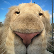 我想要两颗西柚