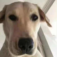 我就是菜别压力我了球球了