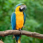 E O BRABO suquer£¢¬