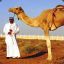 Mahmood The Camel Thief