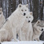 NovaWolf