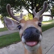 O. Deer