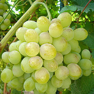 Grapes