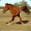 Perna De Cavalo 2.0
