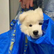 西伯利亚的土豆