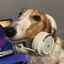 Gamezoi