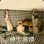 歪哥