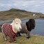 Horses with sweaters