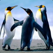kahuna - steam id 76561197960330136