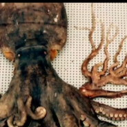 NO nuclear contaminated water