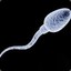 Sperm Cell