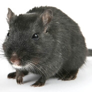 RatBin