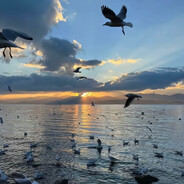 司马盗号麦片犬