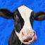 moo